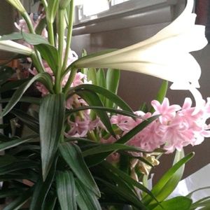 Meet your Posher, Steve